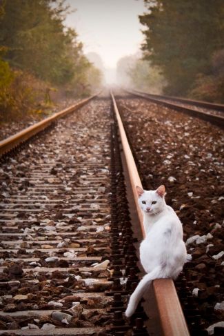 cat-on-tracks