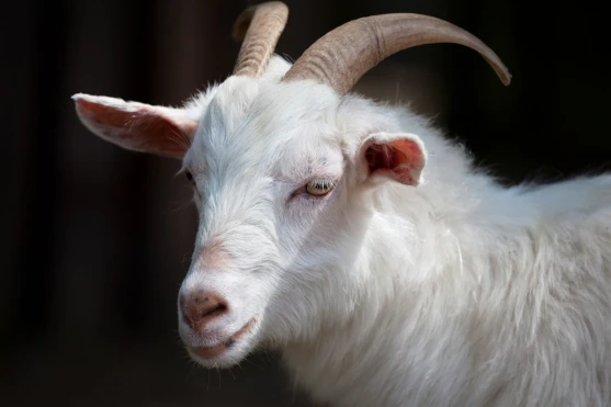 white-goat-pd