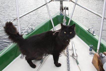 black cat boat 2