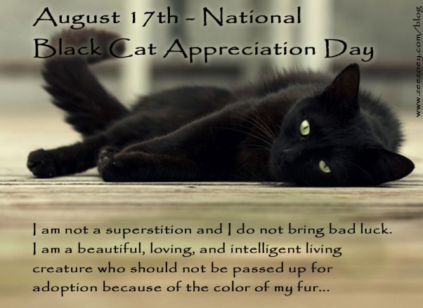 Black-Cat-Day1